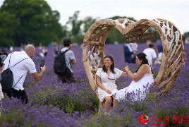 夏日紫色浪漫来袭！中英芳香产业人士共话交流合作